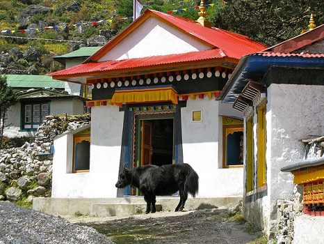 Khumjung House & Yak - Sagarmatha NP, Khumjung