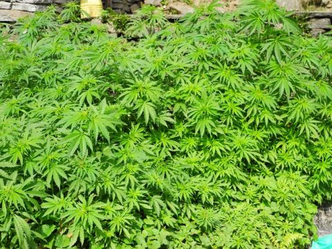 Marijuana in Annapurna, Kyumi