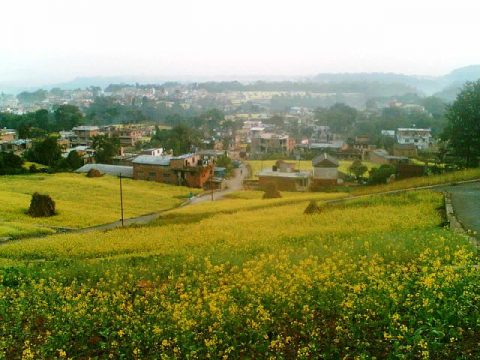 MustardField  Lalitpur, Lalitpur District