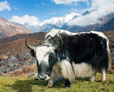 Yak In Langtang Valley, Langtang Lirung