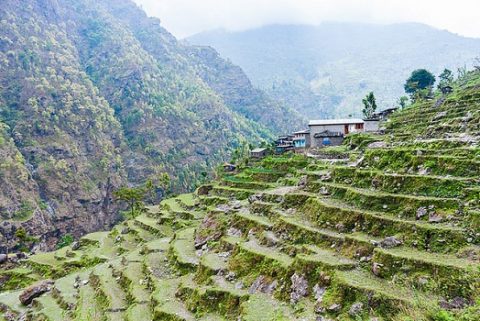 Manaslu Circuit Rice Terraces - Nepal Himalayas, Larkya Pass