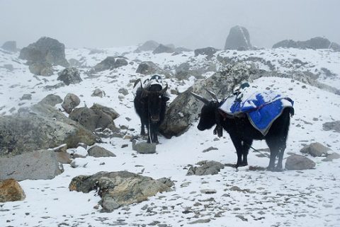 Yaks Near Lobuche - Nepal Himalayas, Lobuche