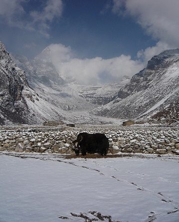 Yak In Machermo - Nepal Himalayas, Machermo