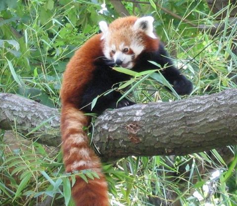 Red Panda, Makalu Barun National Park