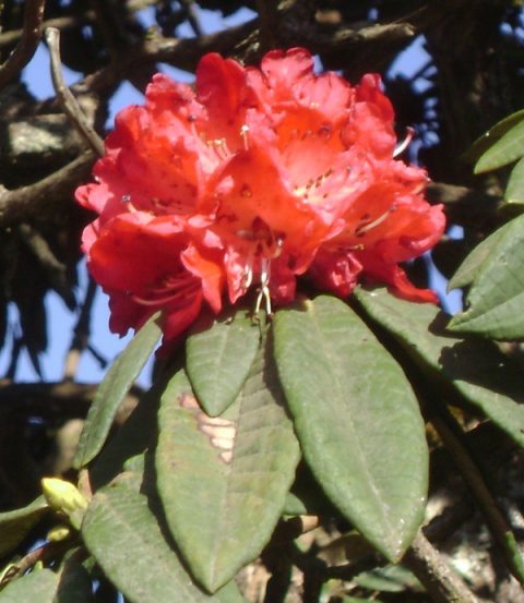 Rhododendron Arboreum, Makalu Barun National Park