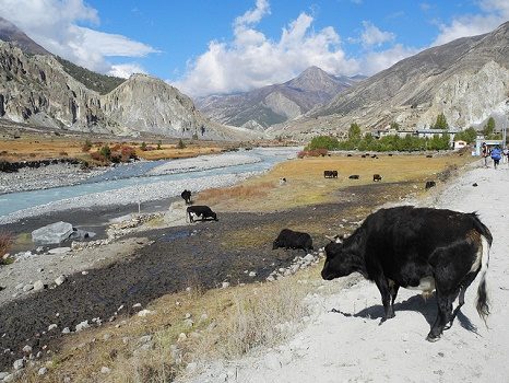 De Ngawal à Manang - Nepal - Sagarmatha National Park, Manang