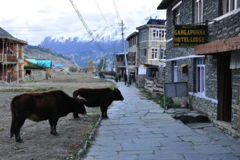 Main Street Of Manang, Manang