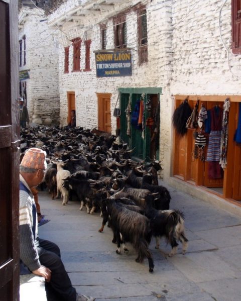Goats In Marpha, Marpha