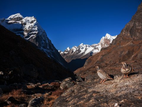 Tibetan snowcock on the way to Mera peak, Mera Peak 17 Days