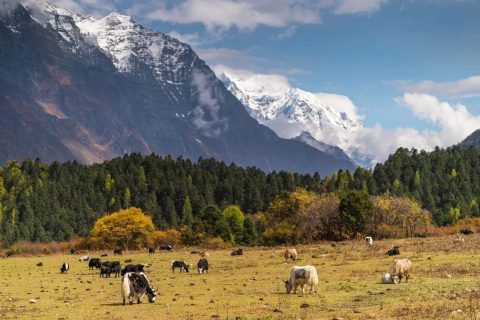 Yaks Grazing Forested Valley