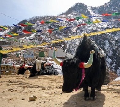 Tibetan Yaks - Nepal Himalayas, Mount Everest