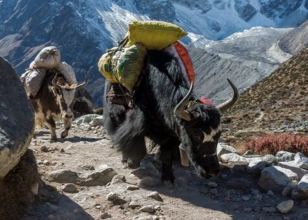 Yak Caravan Near Everest Region, Mount Everest