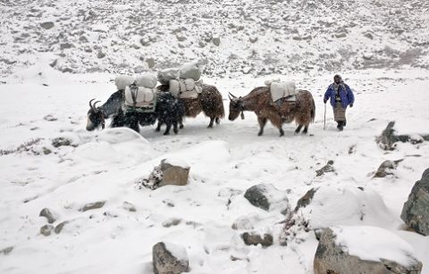 Yak Caravan On Everest Trail, Mount Everest