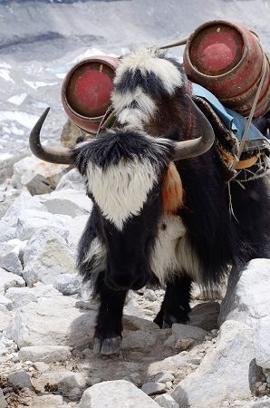 Yak Carrying LPG Cylinders, Mount Everest