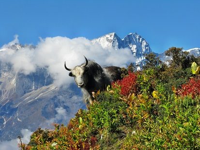 Yak Negotiating Mountain Slope, Mount Everest