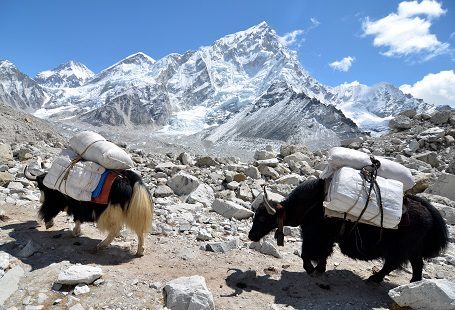 Yaks Approaching Everest Base Camp, Mount Everest