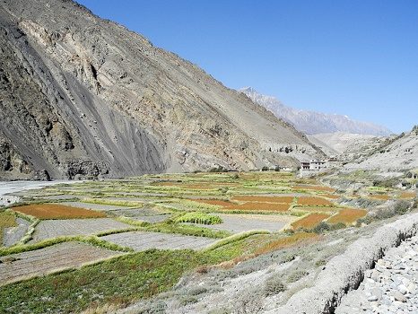 Muktinath - Cultivation In Valley At Muktinath - Nepal Annapurnas, Muktinath