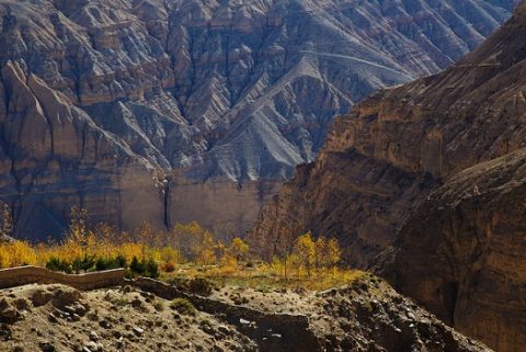 Golden Trees Between Chele & Gyakar - Mustang Annapurna - Nepal, Mustang
