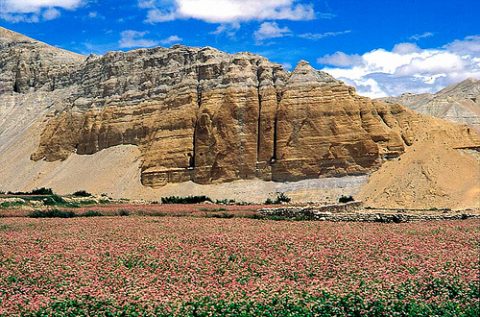 Mustang - Buckwheat - Nepal, Mustang