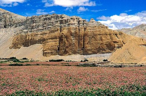 Mustang-Tsarang-Buckwheat - Nepal Annapurna, Mustang