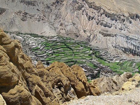 Paddy Fields In Mustang Annapurna - Nepal, Mustang
