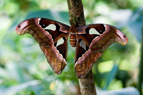 Atlas Moth, Natural History Museum of Nepal