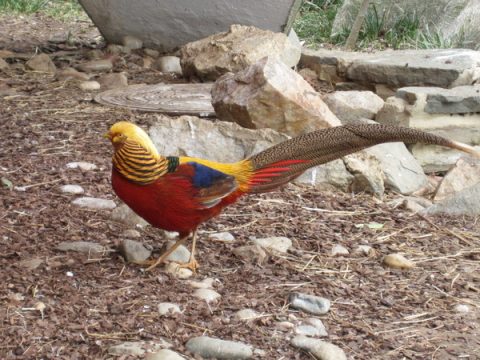 Male  Golden  Pheasant  D C, Natural History Museum of Nepal