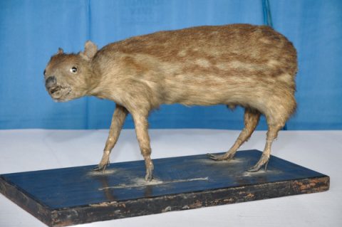 Taxidermied  Mouse  Deer     Palta     North  2 4  Parganas  2 0 1 2   0 4   1 1  9 5 7 9, Natural History Museum of Nepal