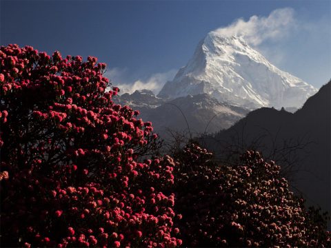 Nilgiri and Rhododendrons, Nilgiri Himal