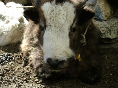 Baby Yak in Pangboche, Pangboche