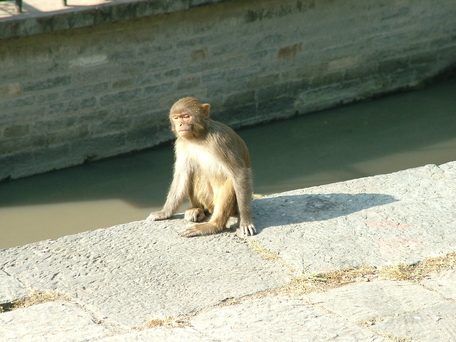 Pashupatinath Temple Monkey, Pashupatinath Temple
