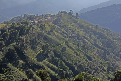 Tea  Estate Near  Ilam  Bazar  2 C  Ilam .   2 8 By  Saroj  Pandey  2 9, Province No. 1