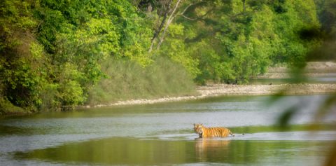 Bengal  Tiger  Bardiya, Province No. 5