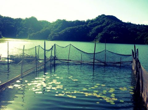 Cage Culture in Rupa Lake, Rupa Lake