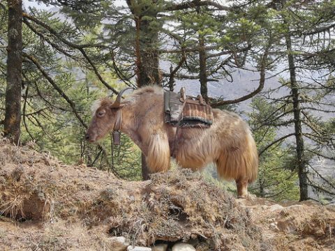 Yak Inside Sagarmatha, Sagarmatha National Park