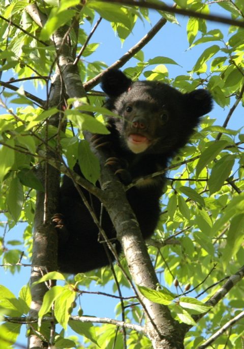 Himalayan Black bear cub, Shivapuri Nagarjun National Park