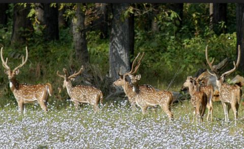 Swamp Deer At  Shuklaphanta, Sudurpashchim Pradesh