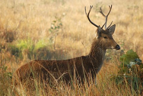 The Barasingha, Sukla Phanta Wildlife Reserve