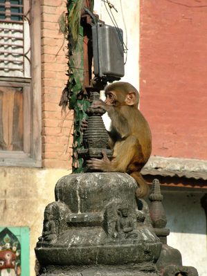 Swayambhu Baby Monkey, Swayambhunath
