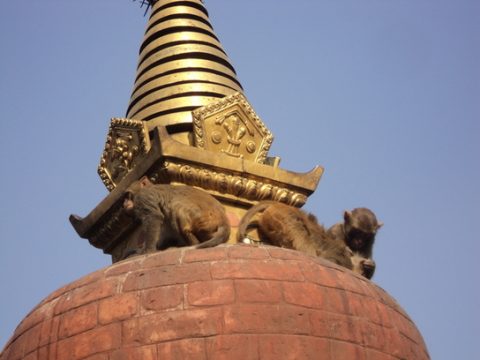Swayambhu Monkies, Swayambhunath