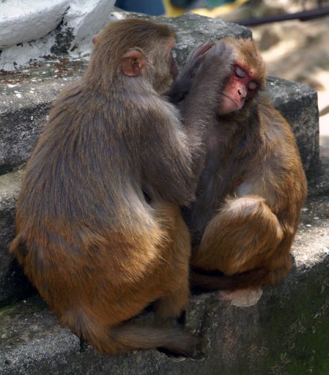 Swayambhunath Monkeys, Swayambhunath
