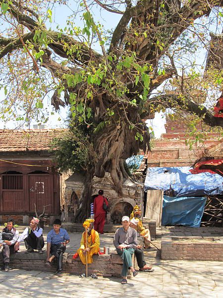 Pipal Tree Near Taleju Temple, Taleju Temple