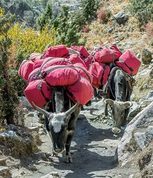 Near Tengboche Monastery - Nepal Himalayas, Tengboche