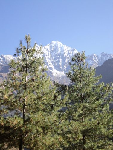 Thamserku with Pines, Thamserku