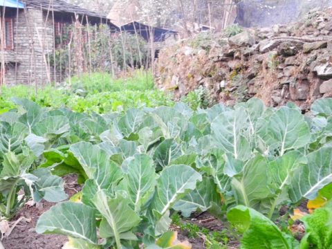 Spinach, Tikhedhunga