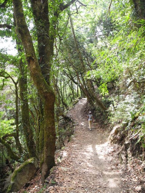 Lush Canyon Bottom near Bamboo, Trail Chhomrong to ABC