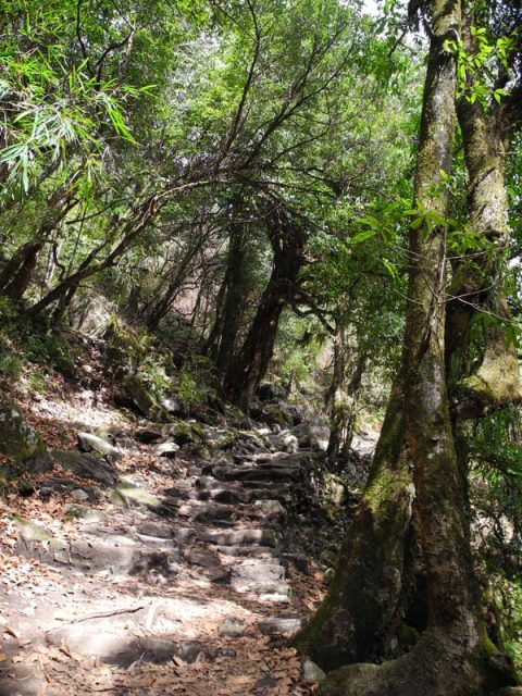 Oak Forest, Trail Chhomrong to ABC