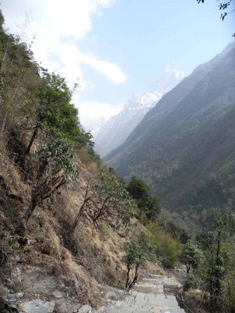 Trail near Bamboo, Trail Chhomrong to ABC