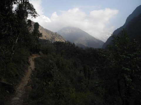 Nice Stretch of Trail, Trail Chhomrong to Nayapul