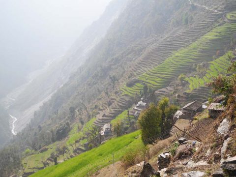 Trail Up Modi Khola, Trail Chhomrong to Nayapul